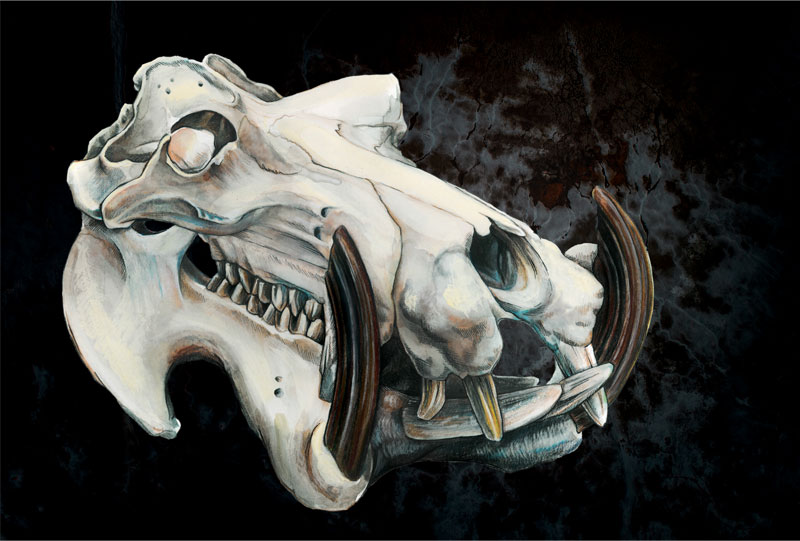A watercolor and ink illustration of a hippopotamus skull on a background of a dry riverbed