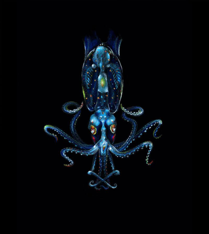 Illustration of a cephalopod