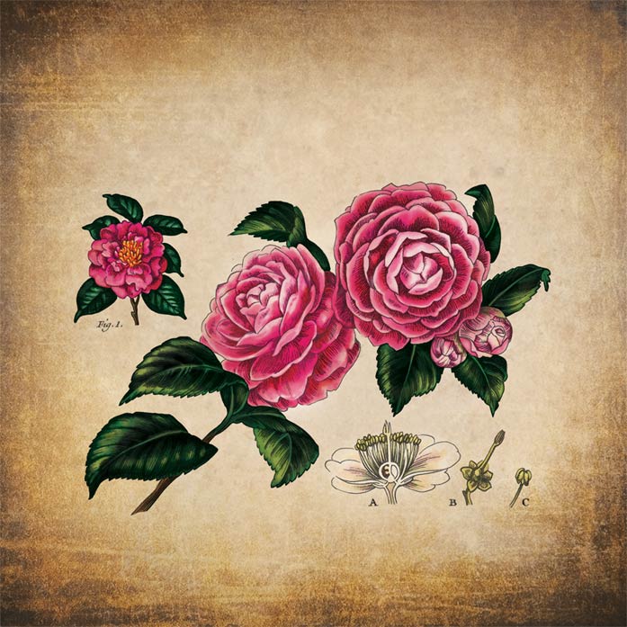 A watercolor and ink botanical illustration of a pink Japanese Camellia