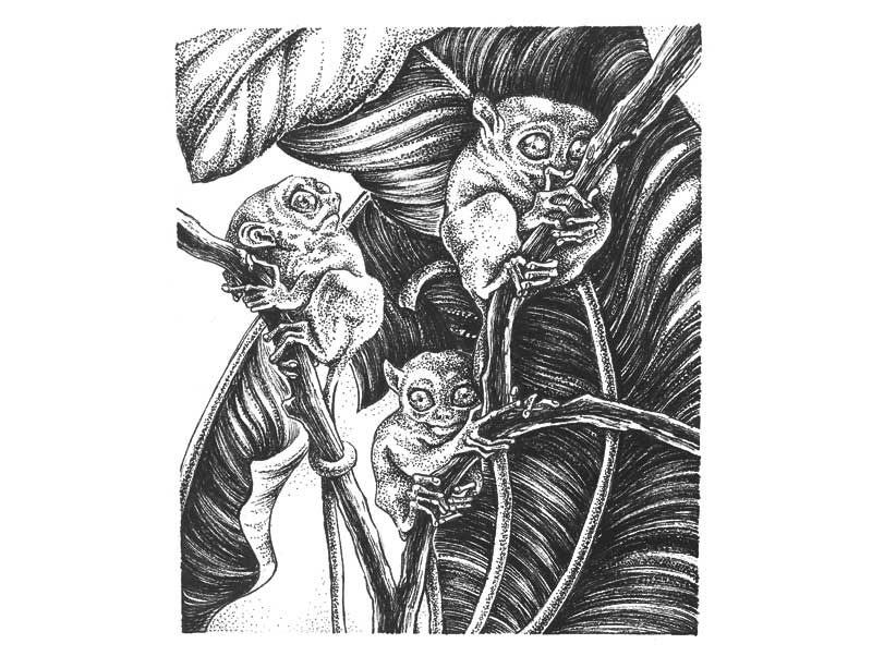 An ink illustration of three tarsiers holding on to  a thin branch with large tropical leaves in the background