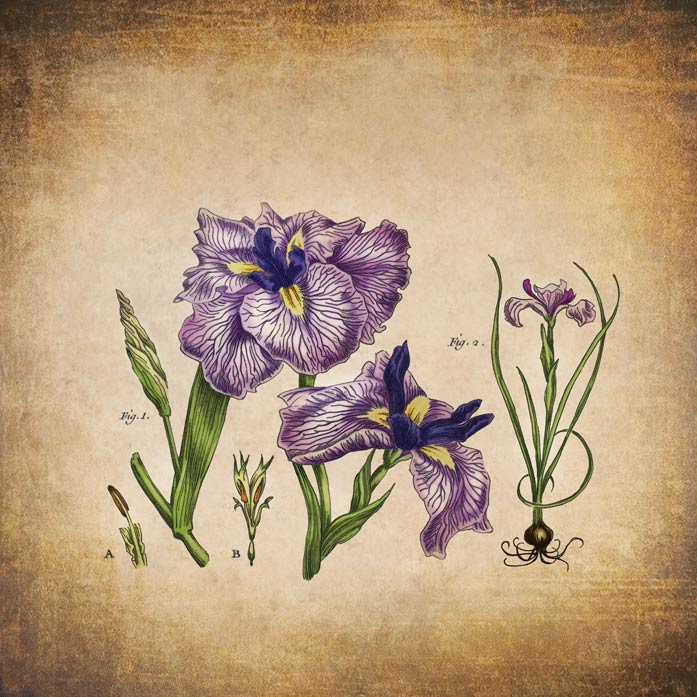 A watercolor and ink botanical illustration of a purple Iris