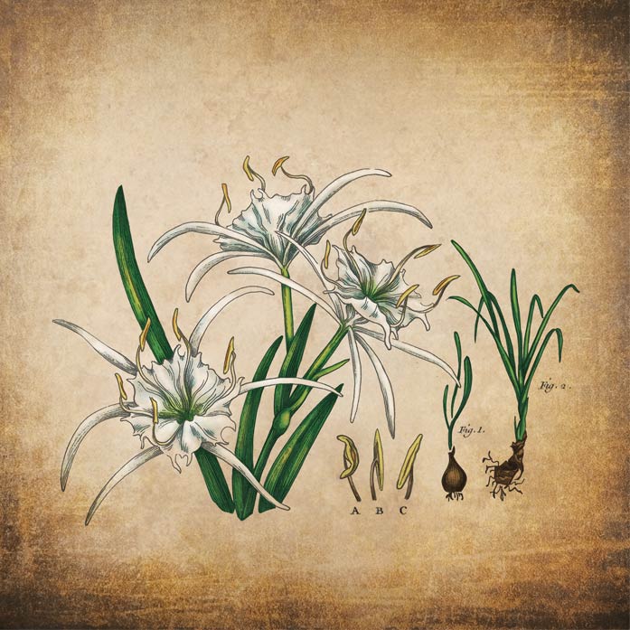 A watercolor and ink botanical illustration of a white Spider Lily