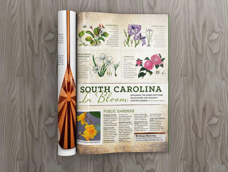 An editorial spread in Discoer South Carolina Magazine featuring four botanical illustrations of flowers found in South Carolina