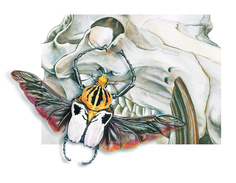 A watercolor and ink illustration of a flying Goliath beetle on a skull background