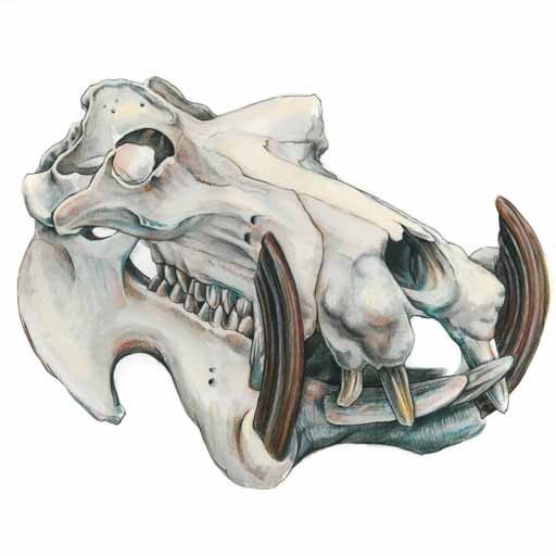 A watercolor and ink illustration of a hippopotamus skull