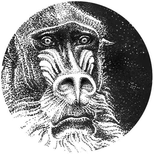 A pen and ink illustration of a worried looking mandrill