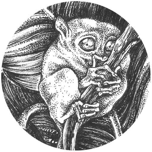 Detail of an ink illustration of a tarsier on a thin branch